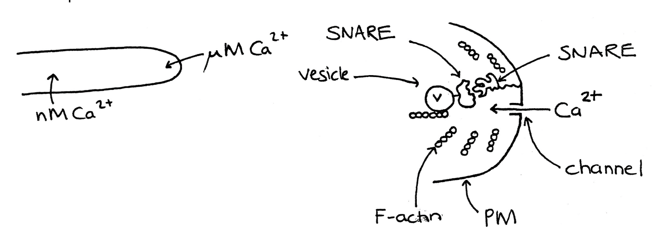 <ul><li><p>SNARE proteins help move them to specific fusion sites</p><ul><li><p>Cognate pairs of SNAREs exist in vesicles and target membrane</p></li><li><p>have been found in animal and yeast cells</p><ul><li><p><em>Ustilago maydis</em></p></li></ul></li></ul></li></ul><p></p>