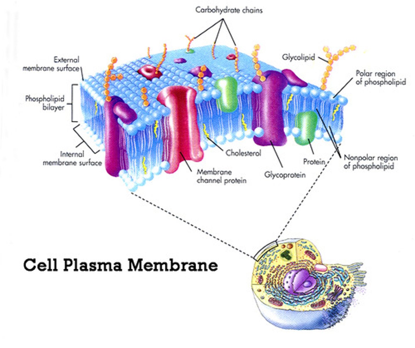 <p>a phospholipid layer that covers a cell's surface and acts as a barrier between the inside of a cell and the cell's environment</p>