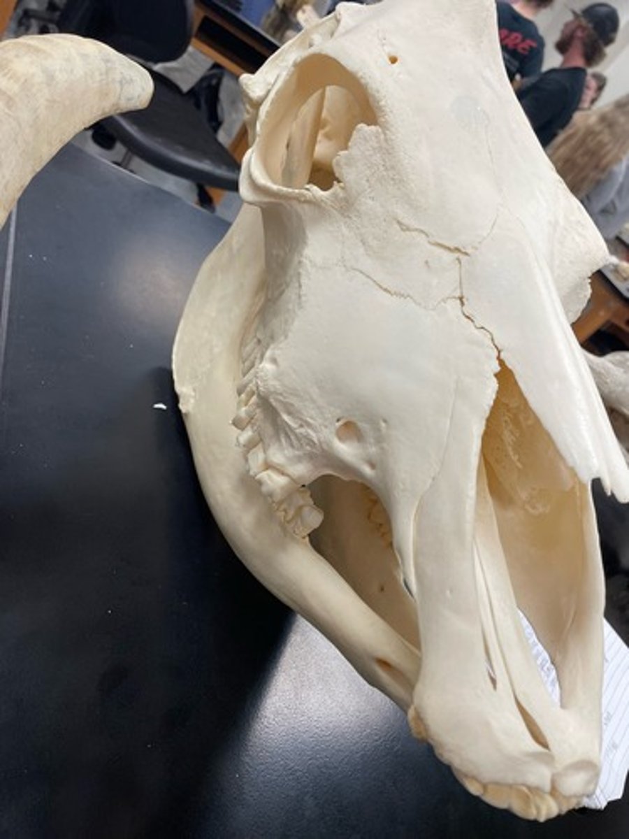 <p>Family: Bovidae</p><p>Genus & Species: Bos taurus</p>