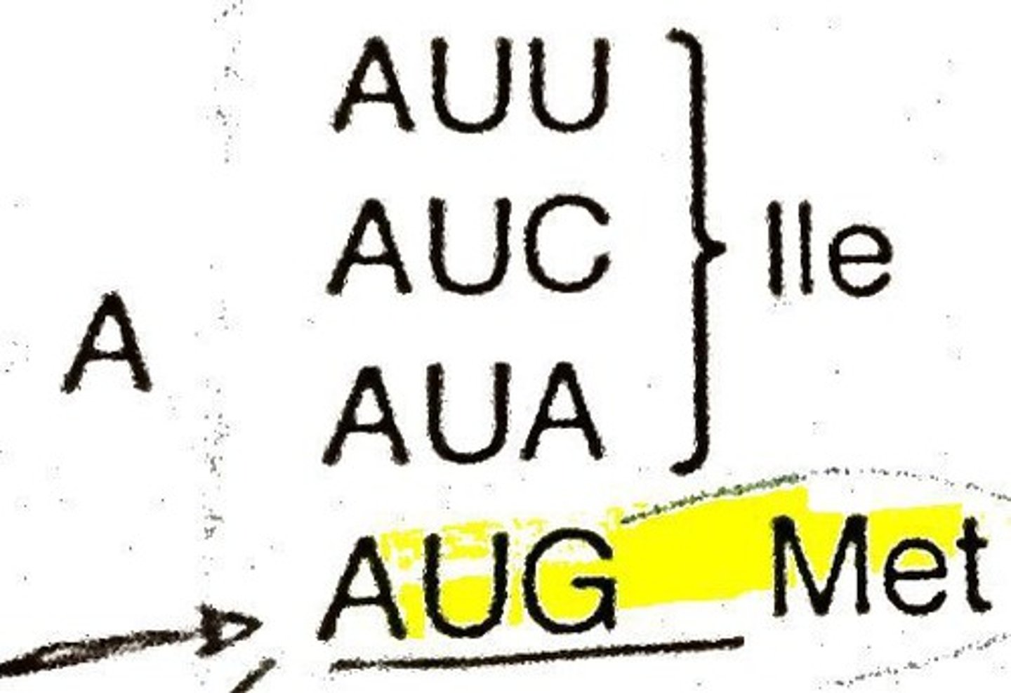 <p>AUG; the codon that begins all RNA.</p><p>AUG (methionine)</p><p>specific codon (AUG) that signals to the ribosome that the translation commences at that point</p>