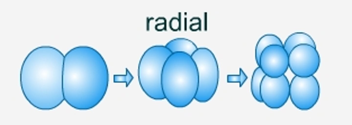 <p>planes of cell division are parallel or perpendicular to the axis of embryo</p>