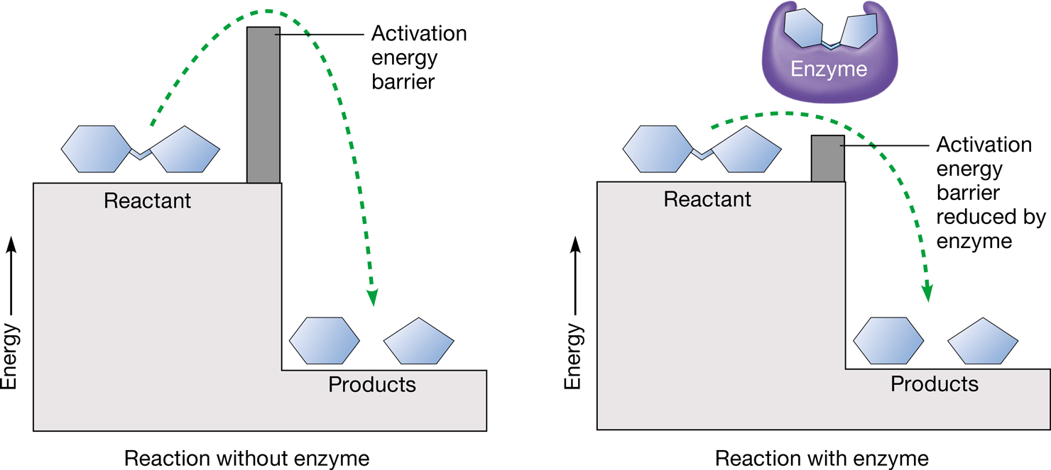 <p>amount of energy that reactants must absorb before a chemical reaction will start</p>