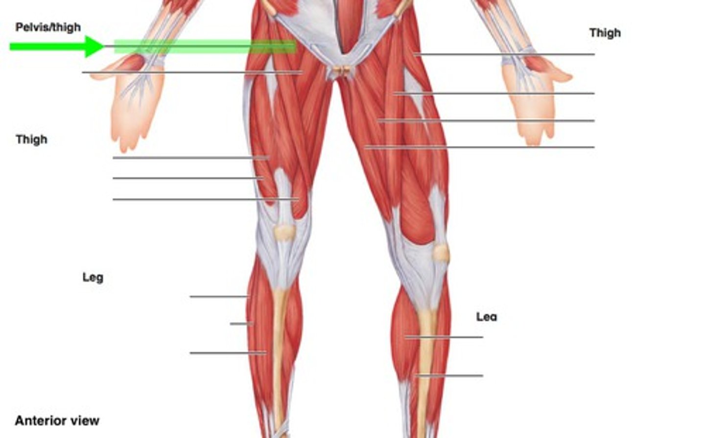 <p>flex trunk, thigh at hip (#25)</p>