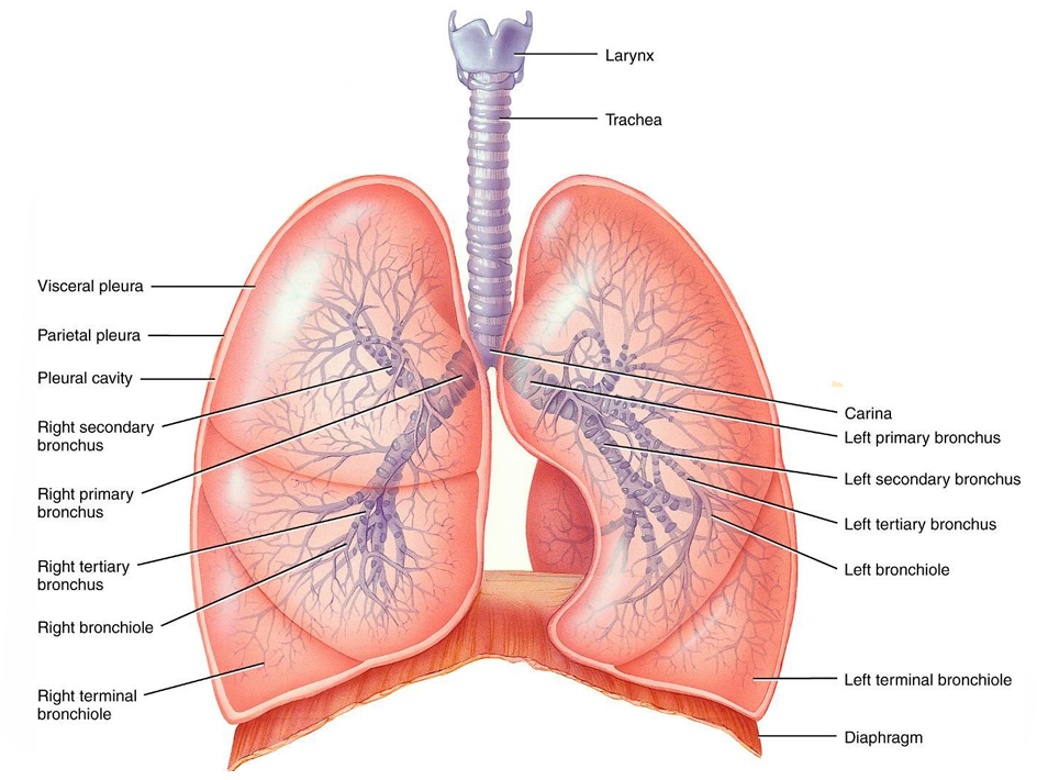 <p>The sequence of branching in the bronchial tree is as follows:<br><strong>Trachea → Primary bronchi → Secondary bronchi → Tertiary bronchi → Bronchioles → Terminal bronchioles</strong></p>