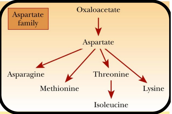 <p>What is a precursor to many amino acids? </p>