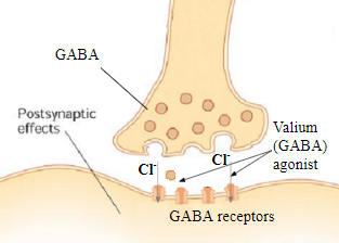 <ul><li><p><span>Anxiety disorders are in part characterised by deficits in GABA-ergic transmission</span></p></li><li><p><strong><em><span>Benzodiazepines (valium) are GABA agonists used to treat anxiety disorders</span></em></strong></p></li><li><p><span>Although their effect may seem similar to that of alcohol, they bind to different sites on GABA receptors</span></p></li><li><p><span>They also do not bind to the same receptor sites as GABA itself: such an action is one of a </span><strong><em><span>non-competitive agonist</span></em></strong></p></li></ul>