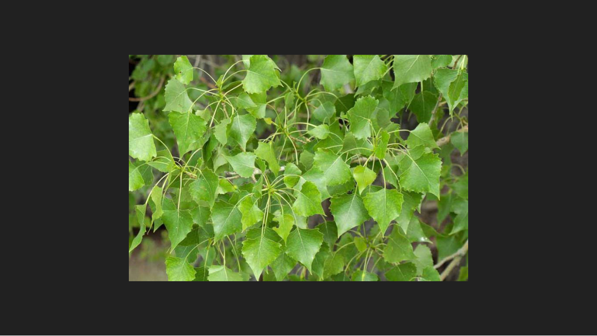 <p>Populus deltoides</p><p>Eastern Cottonwood</p>