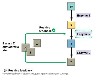 <p>as more of a product accumulates, the process that creates it <strong><em>speeds</em></strong> up and <strong><em>more</em></strong> of the product is produced</p><ul><li><p>ex. blood clotting, labor contractions during childbirth, lactation</p></li><li><p>does not happen as frequently</p></li></ul><p></p>