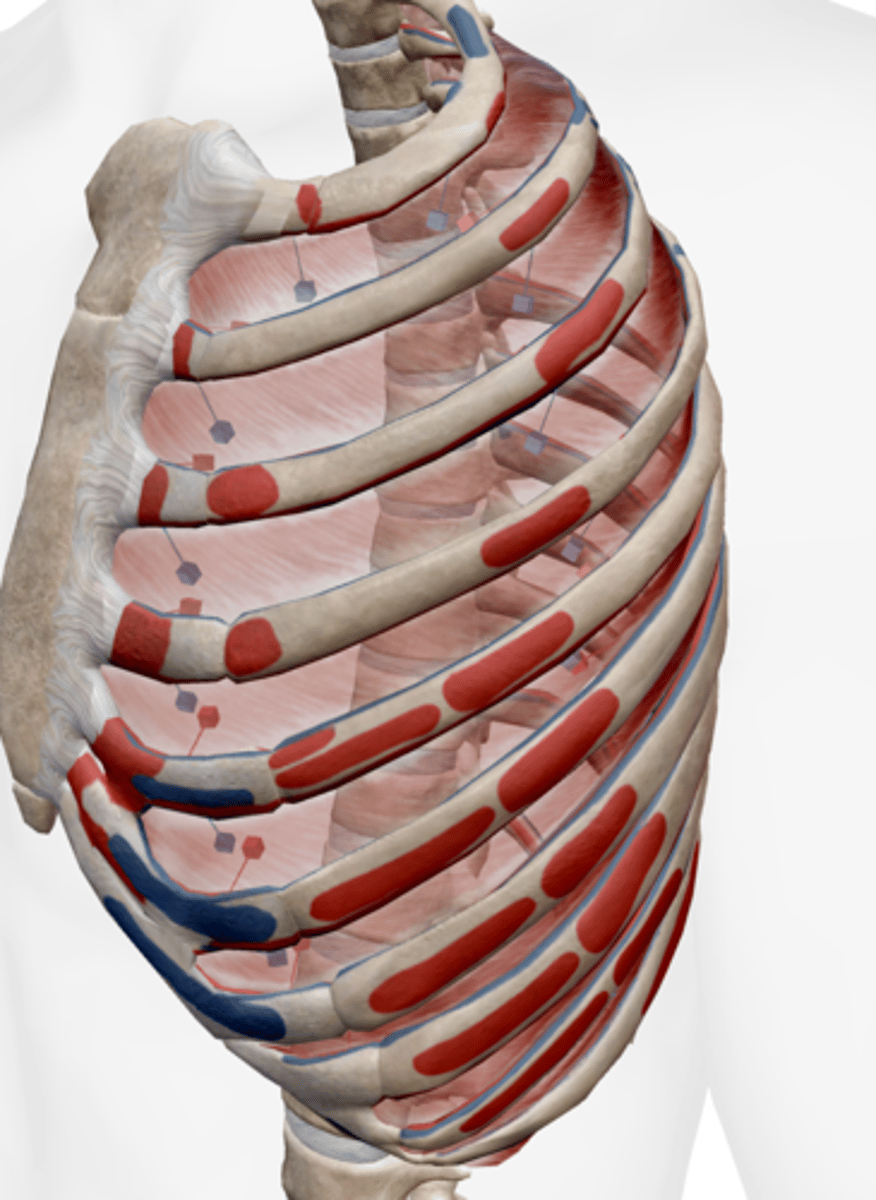 <p>suprior border of rib below</p>