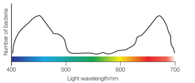 <p>What is an action spectrum?</p>