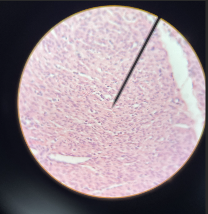 <p>what type of tissue is this</p>