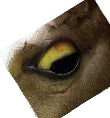 <p>icterus seen if bilirubin production exceeds the livers clearance rate</p>