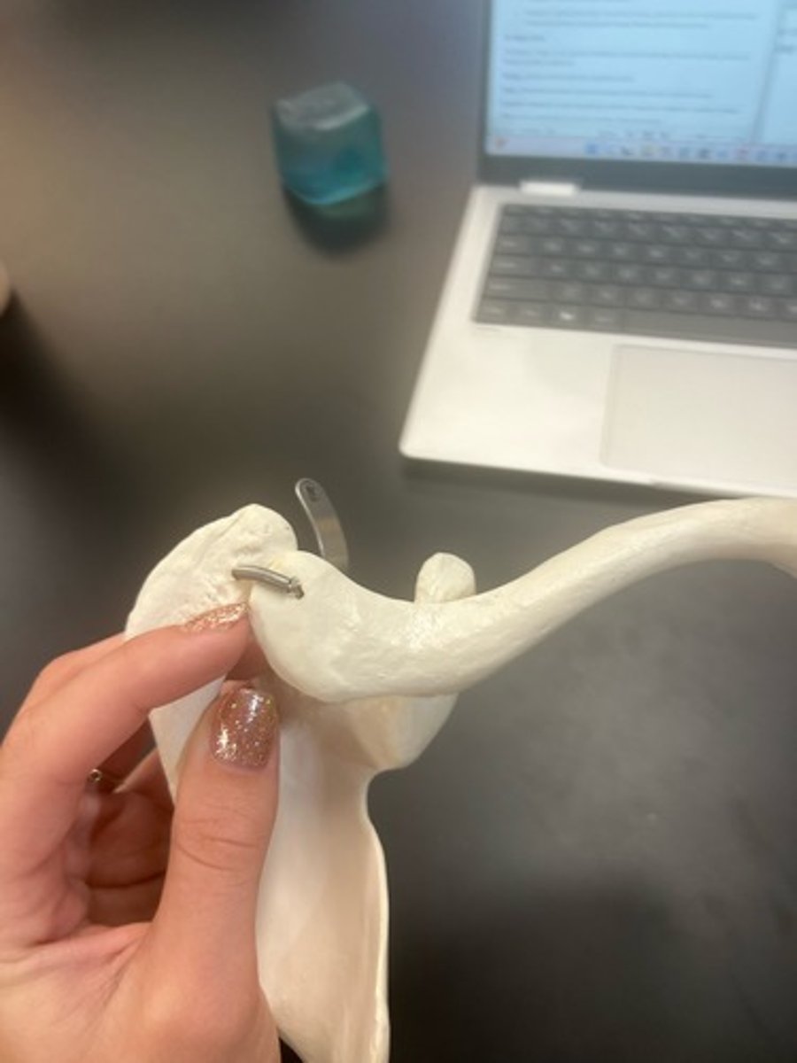 <p>name the bone</p>