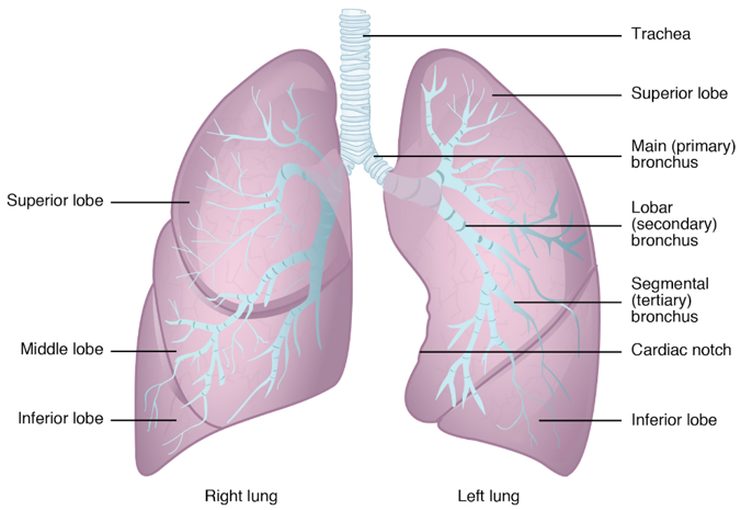 <ul><li><p>supply body tissues with oxygen\</p></li><li><p>dispose of CO2</p></li></ul>