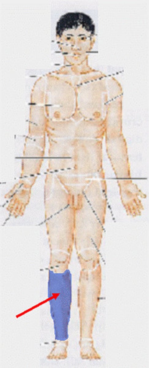 <p>Shin region</p>
