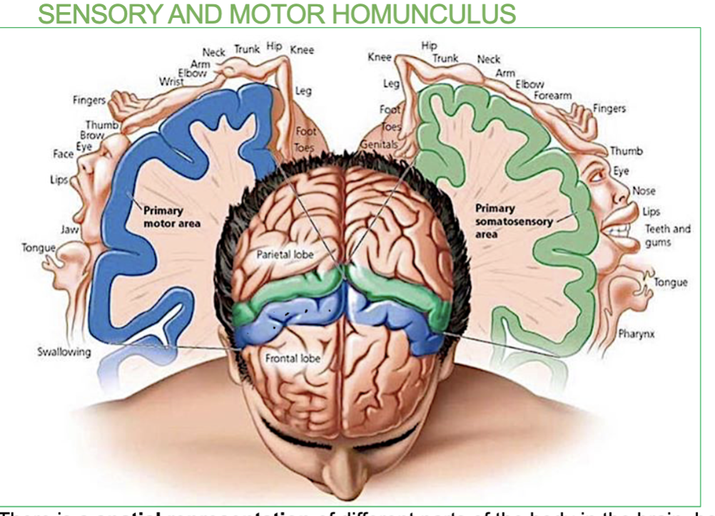 <p>It’s a <strong>map of the body on the brain</strong>.</p><p>→ There is a <strong>spatial representation </strong>of different parts of the body in the brain, both for receiving sensation and initiating movement. </p><p><em>(It shows which brain areas are responsible for sensing and moving specific body parts)</em></p>