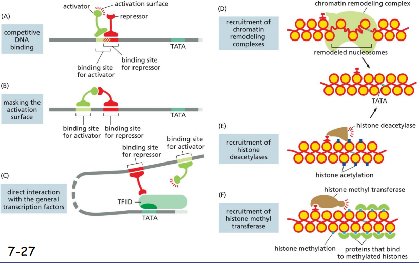 <p>1: competitive DNA binding<br>(repressor binding site overlapping w/ activator binding site)</p><p><br>2: masking the activation surface<br>(repressor binding site too close to activator binding site, represses)<br><br>3: direct interaction with the general transcription factors <br>(repressor binding site in place where repressor directly interacts w/ TFIID)<br><br>4: recruitment of chromatin remodeling complexes<br>(remodels chromatin into heterochromatin)<br><br>5: recruitment of histone deacetylases- histone deacetylation<br><br>6: recruitment of histone methyl transferase - histone methylation, protein bind to methylated histones<br><br><br>3-6: Chromatin remodeling and histone de-acetylation or methylation decrease the accessibility of TATA box to the general transcription factors and RNA polymerases</p>