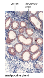 <p>Apocrine glands</p>