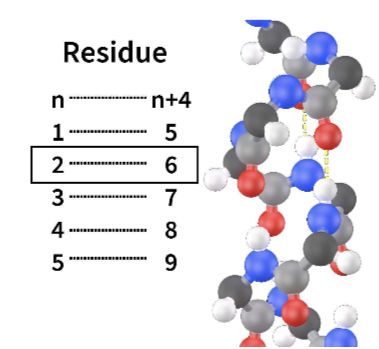 Alpha helix