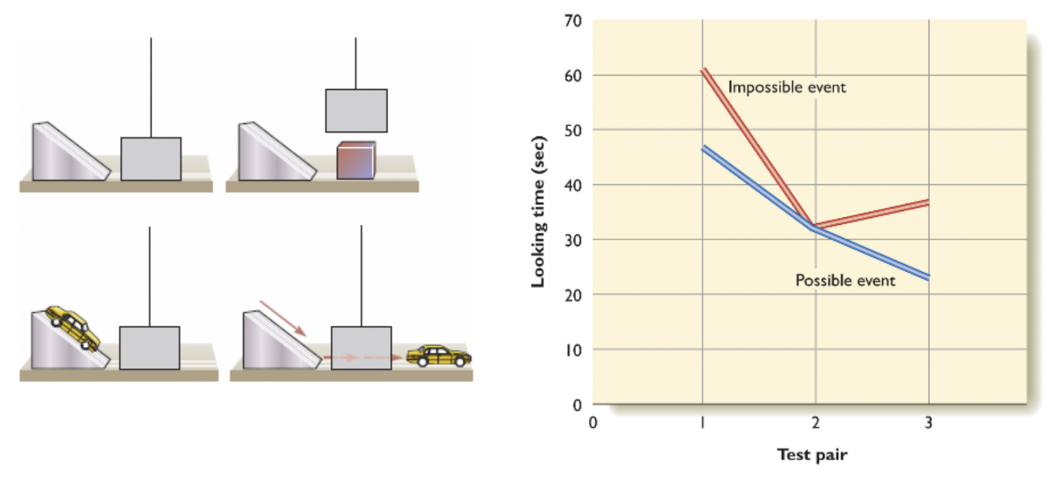 <ul><li><p><span style="background-color: transparent;"><span>Piaget thought infants did not have </span><strong><span>object permanence:</span></strong><span> the consistency of existence of objects outside of immediate awareness. </span></span></p></li><li><p><span style="background-color: transparent;"><span>Object permanence and the understanding of basic physics is often studied using “impossible event” methods.</span></span></p></li></ul><p><strong>Impossible Event study:</strong></p><p>Infants are shown a ramp and a screen. In the possible condition, the screen lifts to show no block behind. In the impossible, the screen lifts to show a block. Then the infants watch a car roll down the ramp and pass the screen (impossible in the impossible condition with the block)</p><p>Measure time spent looking</p><ul><li><p>Longer looking time for the impossible event, showing some object permanence as they seem to work through how this could occur</p></li></ul><p></p>