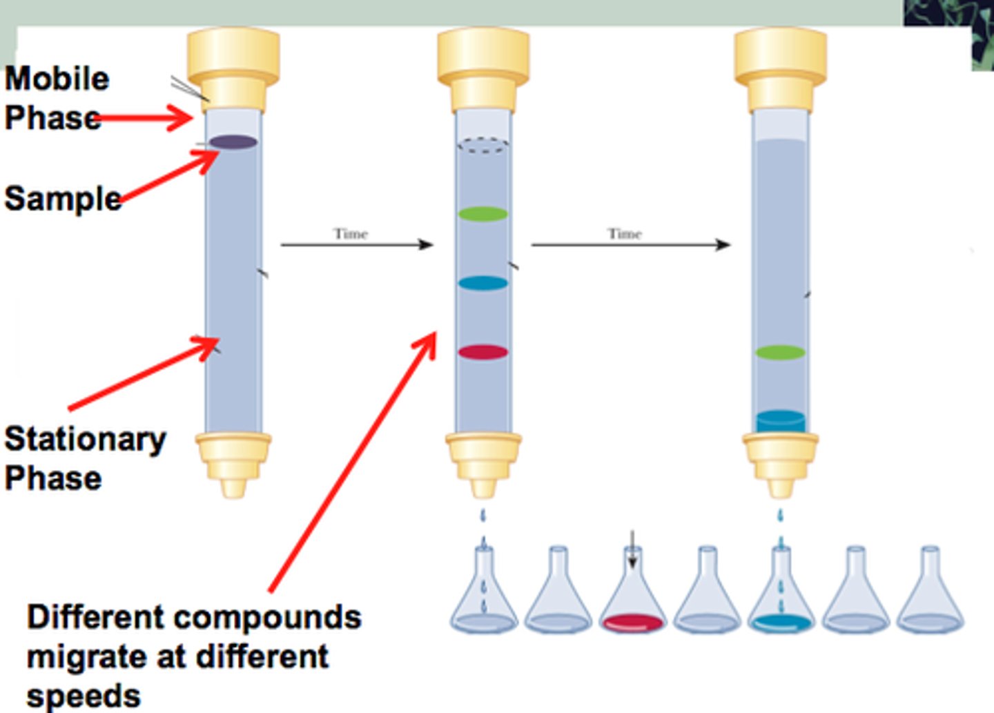 <p>- gravity dependent and the hallmark of analytical chem</p><p>- sample of solution is placed on top of column filled with a permeable gel matrix, or any material that will interact with sample to separate it as it travels down the column</p><p>- lots of solvent passed down the column and takes the sample with it, and everything is collected in separate tubes as they elute down</p>