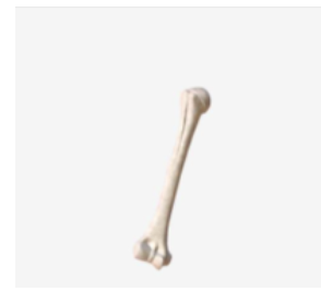 <p>A shaft, with two ends, and is longer than it is wide. Consists of a thick outside layer with a marrow-filled cavity. The ends of the bone contain spongy bone. Consists of yellow and red bone</p>