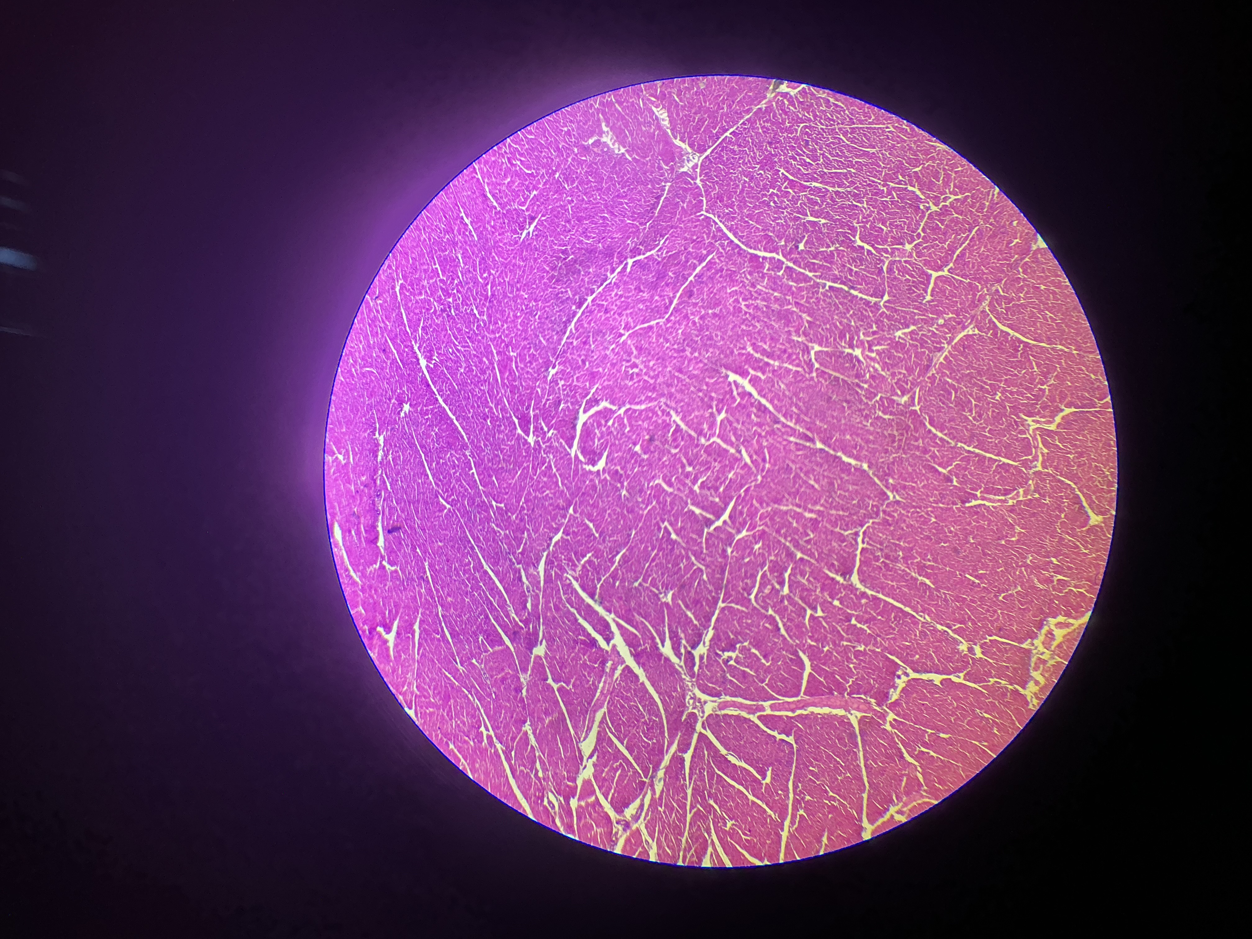 <p>what tissue is this?</p>