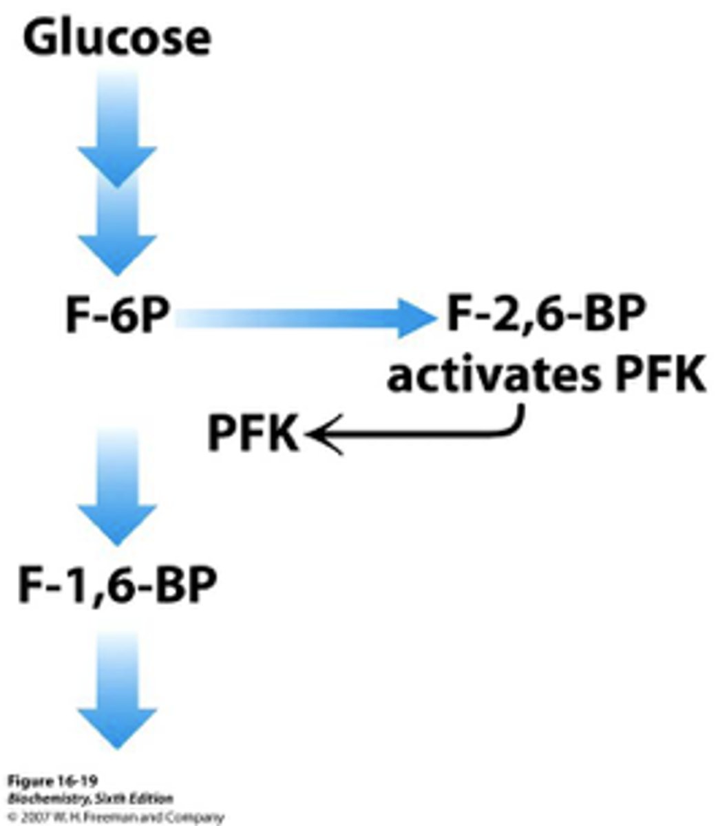 <p>-allosterically inhibited by ATP (not as much as muscle)</p><p>-inhibited by citrate</p><p>-stimulated by fructose 2,6-bisphosphate and fructose 6-phosphate (feedforward stimulation)</p>