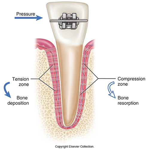 <p><strong>Osteoblasts</strong><span> are the cells that are responsible for new bone formation. </span><strong>Osteoclasts</strong><span> are responsible for resorption, or when the body removes bone. Working together, they both remodel bone.</span></p>