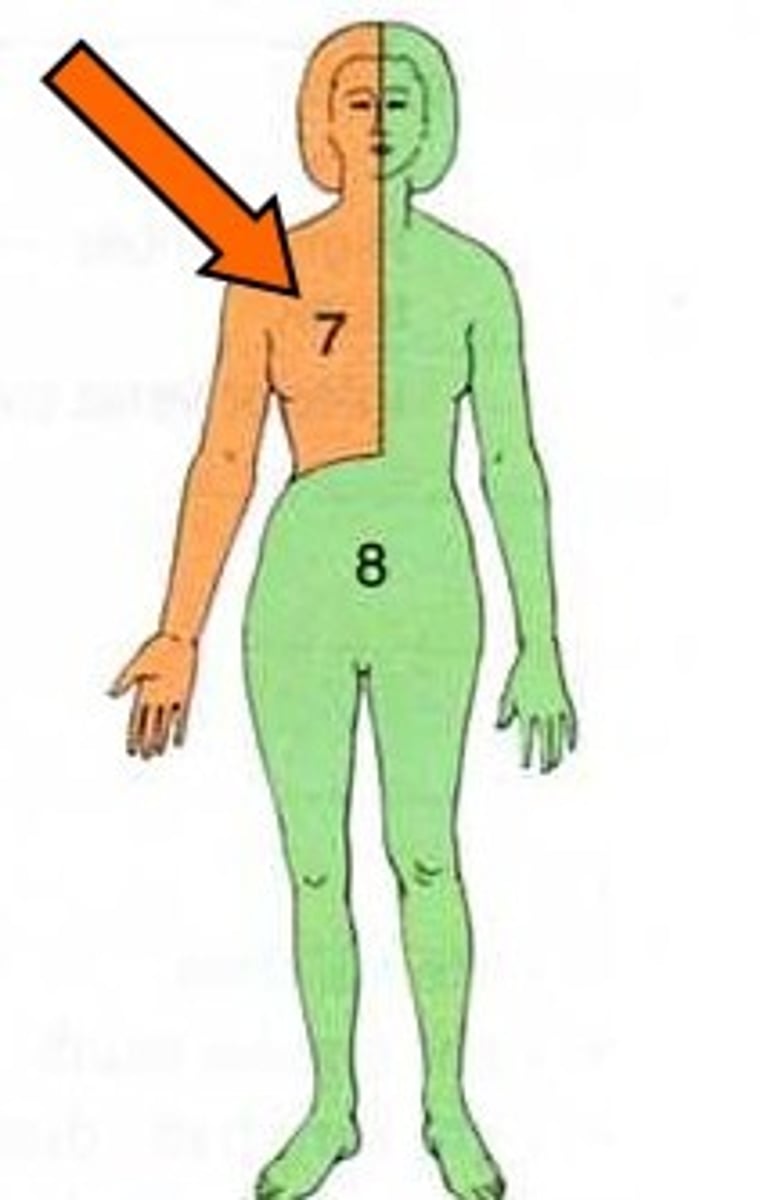 <p>receives lymph from the right upper part of the body, goes to the R Subclavian vein then into RA (1/4)</p>