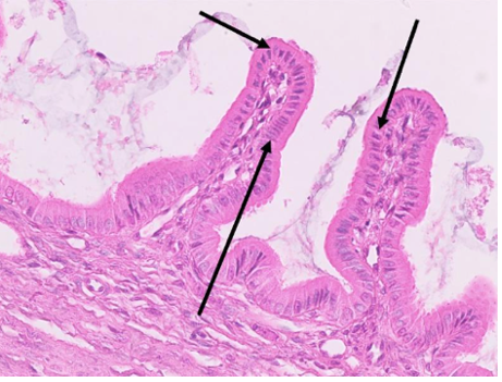 <p>What type of tissue is this? </p>
