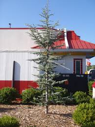 <p><span>Cedrus atlantica 'Glauca' / Blue Atlas Cedar</span></p>