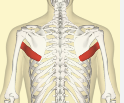 <ul><li><p>Proximal:</p><ul><li><p>Posterior surface of inferior angle of scapula</p></li></ul></li><li><p>Distal:</p><ul><li><p>Medial lip of the intertubercular groove of humerus</p></li></ul></li><li><p>Action:</p><ul><li><p>Medial rotation of the humerus</p></li><li><p>Adduction of the arm</p></li><li><p>Assists in extension of the arm</p></li></ul></li><li><p>Innervation:</p><ul><li><p>Lower subscapular nerve (C5–C6)</p></li></ul></li></ul><p></p>