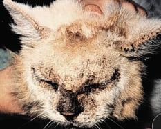 <p><span>Notoedric Mange (Notoedres cati)</span></p>