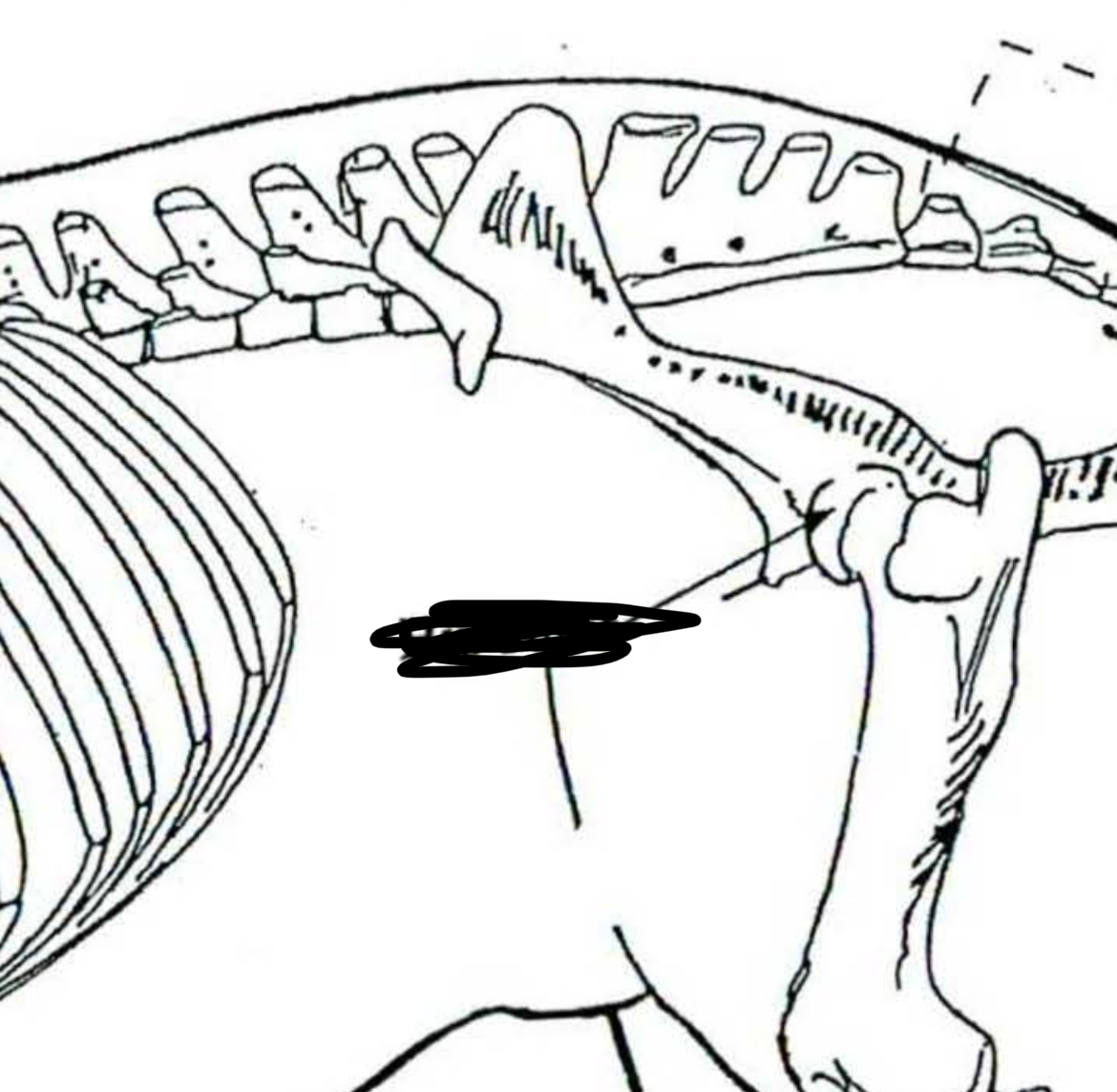<p>Horse </p>