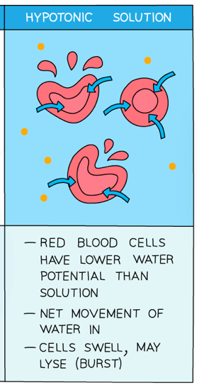 <ul><li><p>Less concentrated solution (hypotonic)</p></li><li><p><strong>Higher water potential </strong>outside the cell</p></li><li><p>Water will move <strong>into</strong> the cell by osmosis down the water potential gradient</p></li><li><p>The cell will expand and burst during <strong>cytolysis</strong></p><p></p></li></ul>