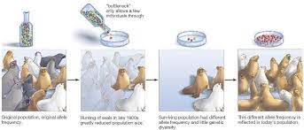 (genetic drift) A drastic reduction in the number of individuals due to a random event can dramatically change the genetic makeup of a population

ex. Northern elephant seals

      nearly hunted to extinction, as a result the species lost all of its genetic variation. The population number is now in the tens of thousands bu that genetic diversity is still low