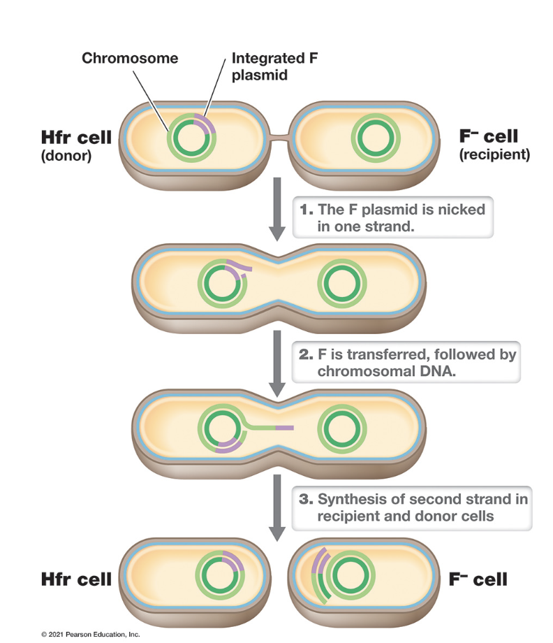 <ul><li><p><span style="font-family: Arial, sans-serif">F+: Cells possessing a nonintegrated F plasmid</span></p></li><li><p><span style="font-family: Arial, sans-serif">Hfr (high frequency of recombination): Cells possessing an integrated F plasmid</span></p><ul><li><p><span style="font-family: Arial, sans-serif">High rates of genetic recombination between genes on the donor (Hfr) and recipient (F-) chromosomes</span></p></li><li><p><span style="font-family: Arial, sans-serif">Integration provides mechanism for mobilizing a genome</span></p></li><li><p><span style="font-family: Arial, sans-serif">Cannot accept f plasmid from F+</span></p></li><li><p><span style="font-family: Arial, sans-serif">Only mates with F- and allows F- to remain negative</span></p></li></ul></li><li><p><span style="font-family: Arial, sans-serif">F- cell does not receive entire copy of the F plasmid instructions&nbsp;but products are still genetically different</span></p></li></ul>