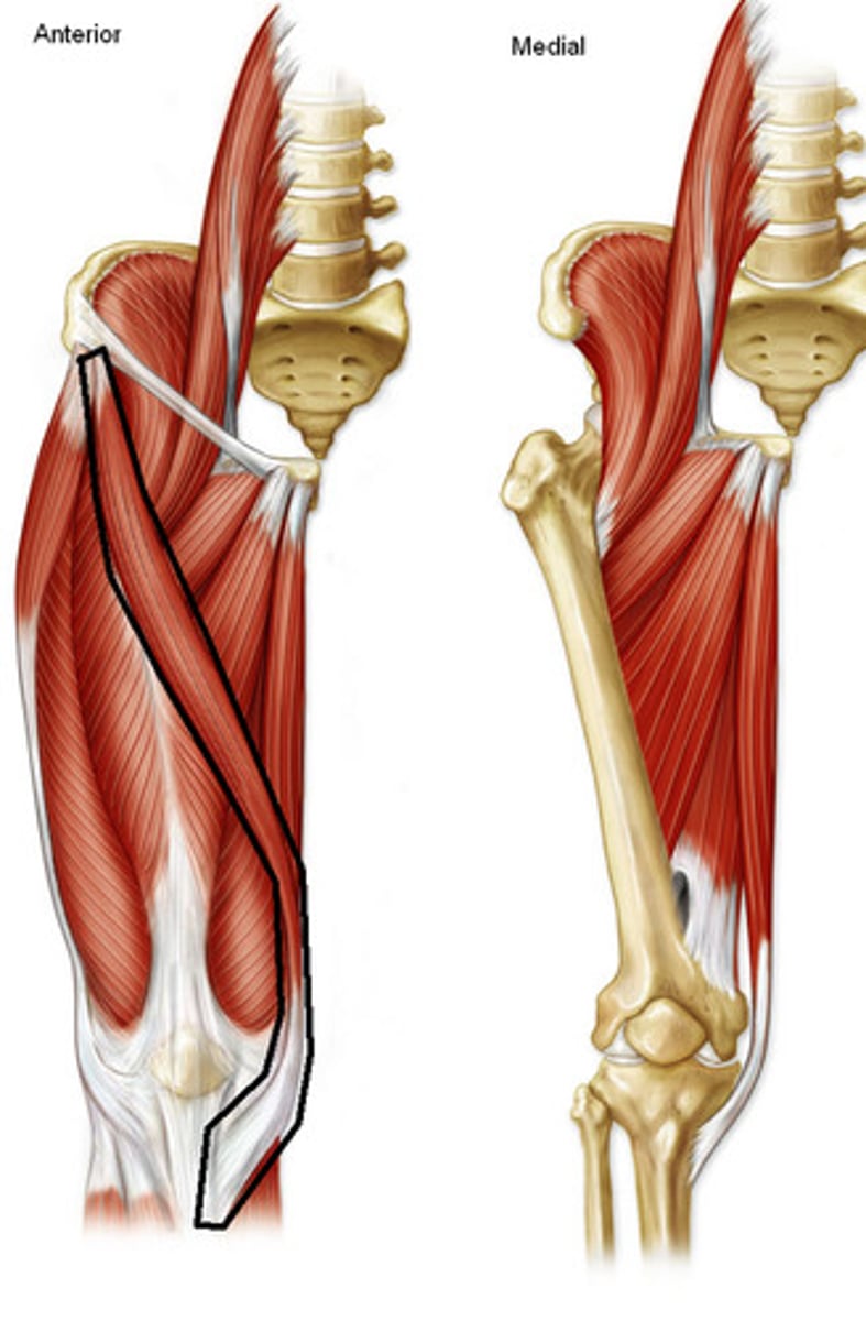 <p>Origin: anterior superior iliac spine and superior part of notch inferior to it</p><p>Insertion: superior part of medial surface of tibia</p><p>Innervation: femoral nerve (L2, L3)</p><p>Action: flexes, abducts and laterally rotates hip joint; flexes knee joint</p>