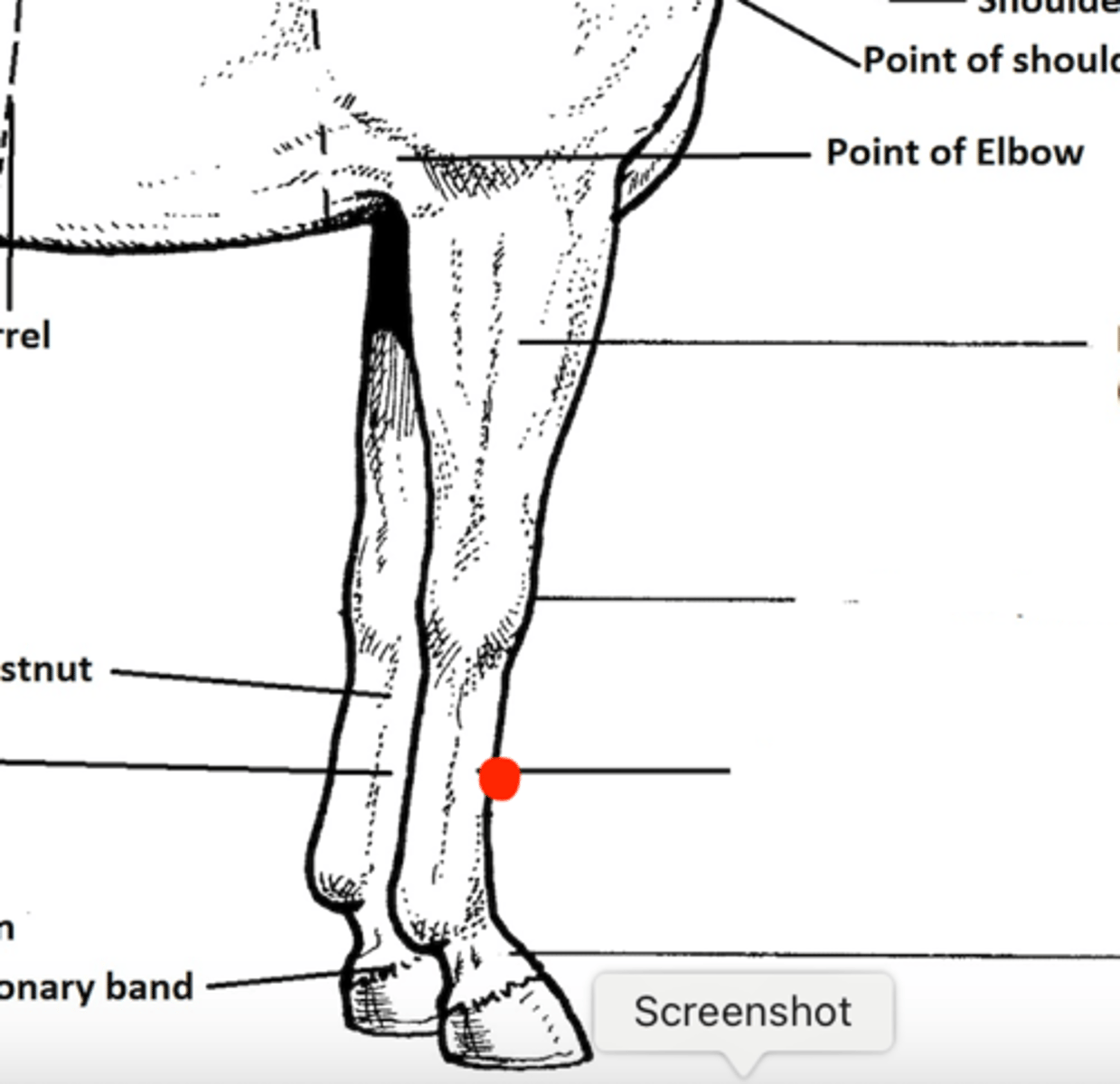 <p>Identify the structure marked by the red dot</p>