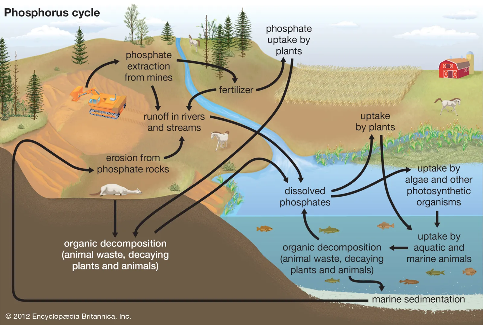 <ol><li><p>rock erosion, mine extraction, and fertilizer all deposit phosphorus into bodies of water</p></li><li><p>dissolved phosphates are uptaken by plants in soils and organisms in surrounding waters</p></li><li><p>phosphates from organism decomposition goes to sediments, which becomes new rock through geologic uplift</p></li></ol><p></p>