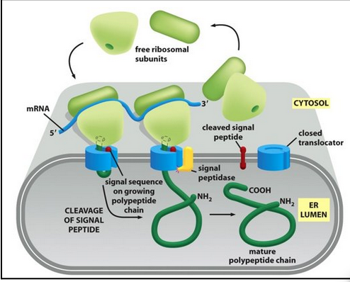 <ul><li><p><span style="background-color: transparent; font-family: "Times New Roman", serif;"><span>The ribosome docks onto the ER membrane surface and “injects” the nascent polypeptide into the ER lumen. During or soon after transport, the ER signal sequence is cleaved off by a signal peptidase. The protein is then released in the ER lumen.</span></span></p></li><li><p><span style="background-color: transparent; font-family: "Times New Roman", serif;"><span>This model has a few major implications:</span></span></p><ul><li><p><span style="background-color: transparent; font-family: "Times New Roman", serif;"><span>There must be a system that brings the RNC complex to the ER membrane → </span><strong><span>SRP</span></strong></span></p></li><li><p><span style="background-color: transparent; font-family: "Times New Roman", serif;"><span>There must be a translocation channel that allows protein to traverse the membrane lipid bilayer → </span><strong><span>Sec61</span></strong></span></p></li><li><p><span style="background-color: transparent; font-family: "Times New Roman", serif;"><span>The signal sequence must be inserted as a hairpin loop into the channel (signal peptidase on the other side of the membrane)</span></span></p></li><li><p><span style="background-color: transparent; font-family: "Times New Roman", serif;"><span>The signal peptidase is located on the trans side of the ER membrane&nbsp;</span></span></p></li><li><p><span style="background-color: transparent; font-family: "Times New Roman", serif;"><span>Protein must traverse the membrane in an unfolded state (no tertiary structure)</span></span></p></li></ul></li></ul><p></p>