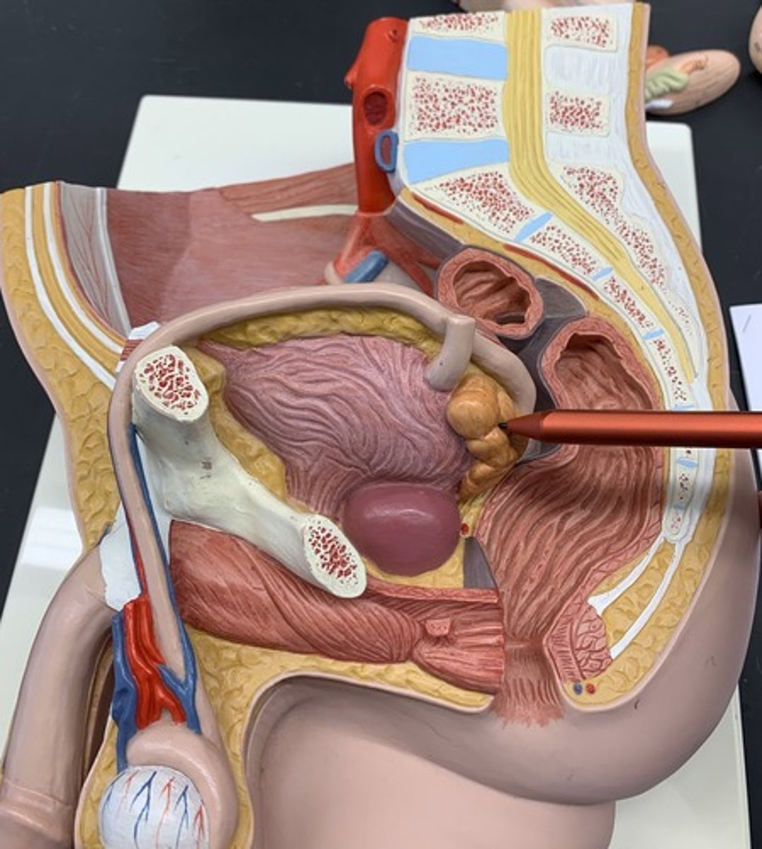 <p>paired sac-like exocrine glands that secrete fluid into the vas deferens</p>