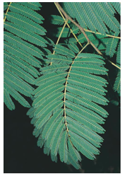 <p>Leaflets subdivided</p>