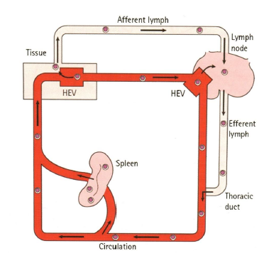 <p>HEV’S high endotelial venules</p><p>exhcange between bloodstream and lymphatic system</p><p>allows immune surveillance, naive lymphocytes enter the secondary lympod organs via HEV’S</p>