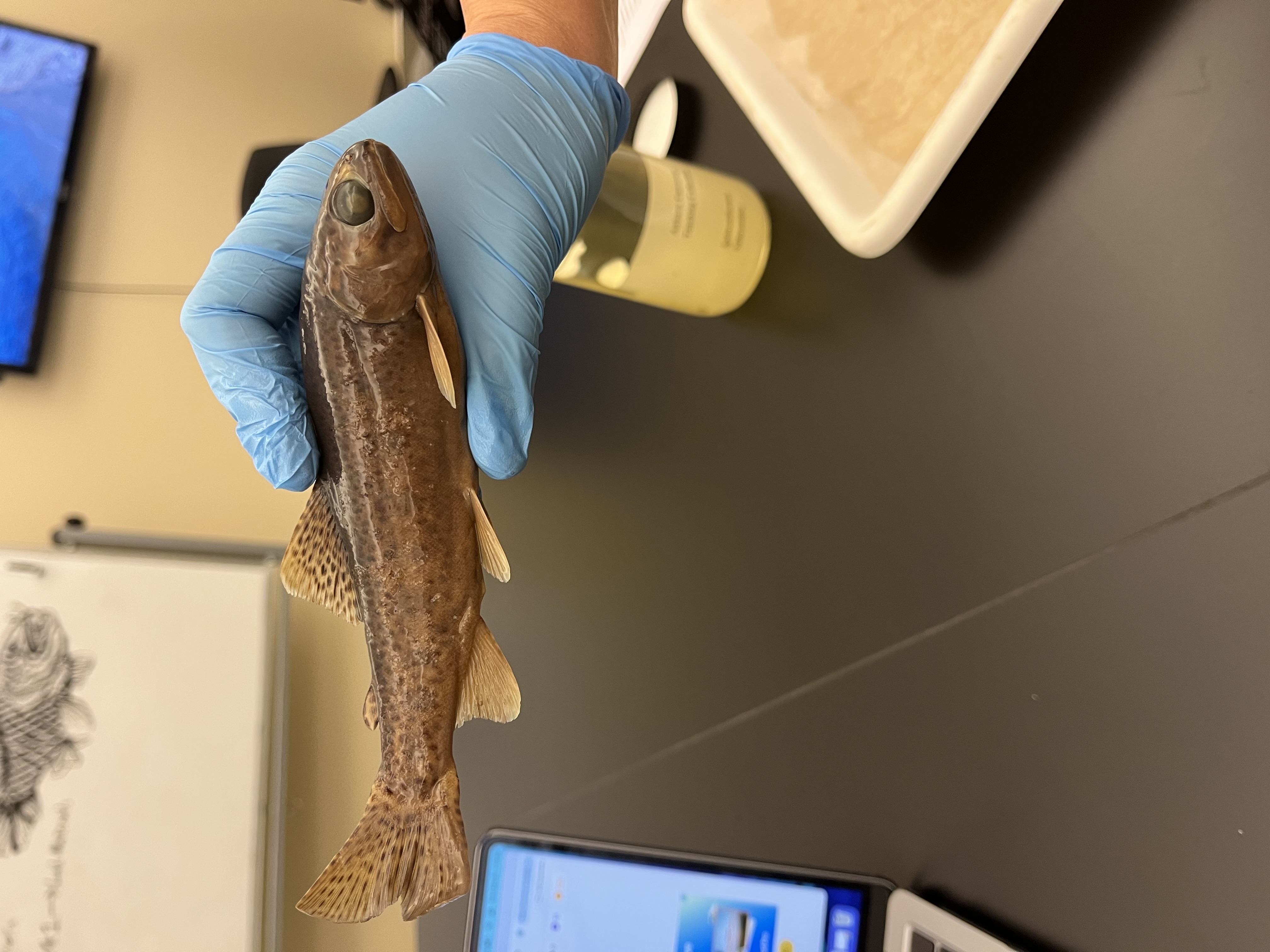 <p>Salmon, Trout, Char, Whitefish, Grayling</p>