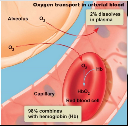 <ul><li><p><span style="background-color: transparent;"><span>Hemoglobin (protein) contains iron which readily binds to oxygen </span></span></p><ul><li><p><span style="background-color: transparent;"><span>When this occurs it is called oxyhemoglobin</span></span></p></li></ul></li><li><p><span style="background-color: transparent;"><span>Hemoglobin allows for vast majority (98%) of oxygen to be transported (faster than if it was dissolved in plasma)</span></span></p></li><li><p><span style="background-color: transparent;"><span>Hemoglobin facilitates oxygen transport</span></span></p><ul><li><p><span style="background-color: transparent;"><span>Hemoglobin binds with oxygen in lungs</span></span></p></li><li><p><span style="background-color: transparent;"><span>Has 4 binding sites </span></span></p></li><li><p><span style="background-color: transparent;"><span>Oxygen binds and becomes oxyhemoglobin </span></span></p></li><li><p><span style="background-color: transparent;"><span>The partial pressure difference (higher in alveoli compared to blood) drives oxygen from the alveoli to blood </span></span></p></li></ul></li></ul><p></p>