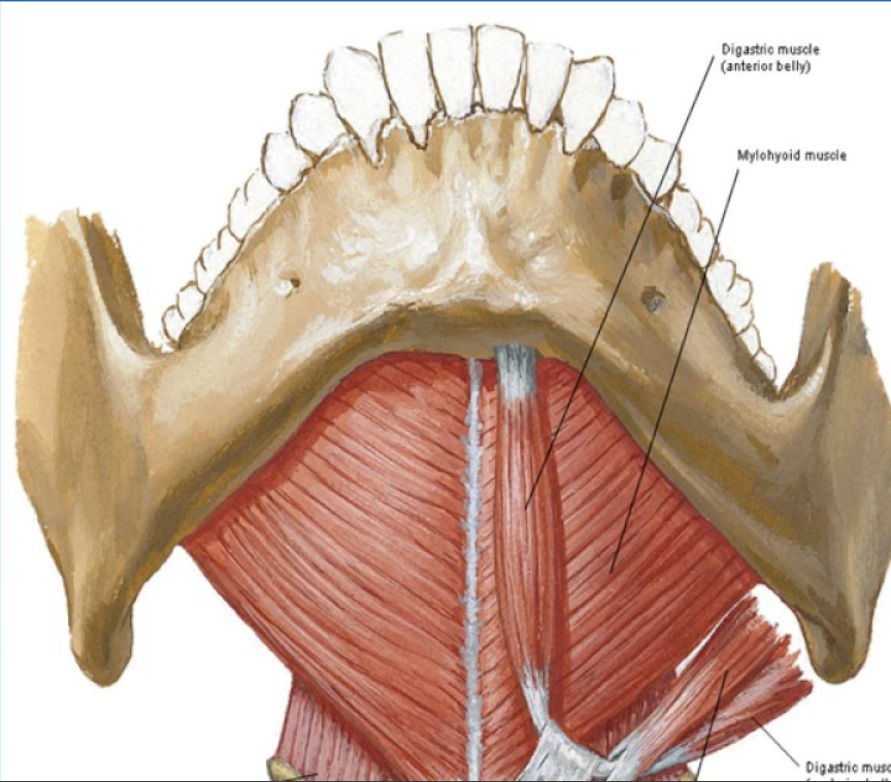 <p>origin - mylohyoid line of the mandible<br><br>insertion - mylohyoid raphe of the hyoid bone<br><br>action - depress the mandible and elevate the hyoid and tongue</p>