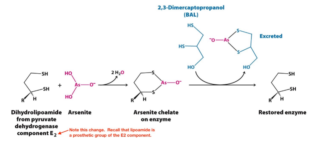 <p>inhibits the PDH complex by (reversibly) inactivating the dihydrolipoamide component of E2</p>