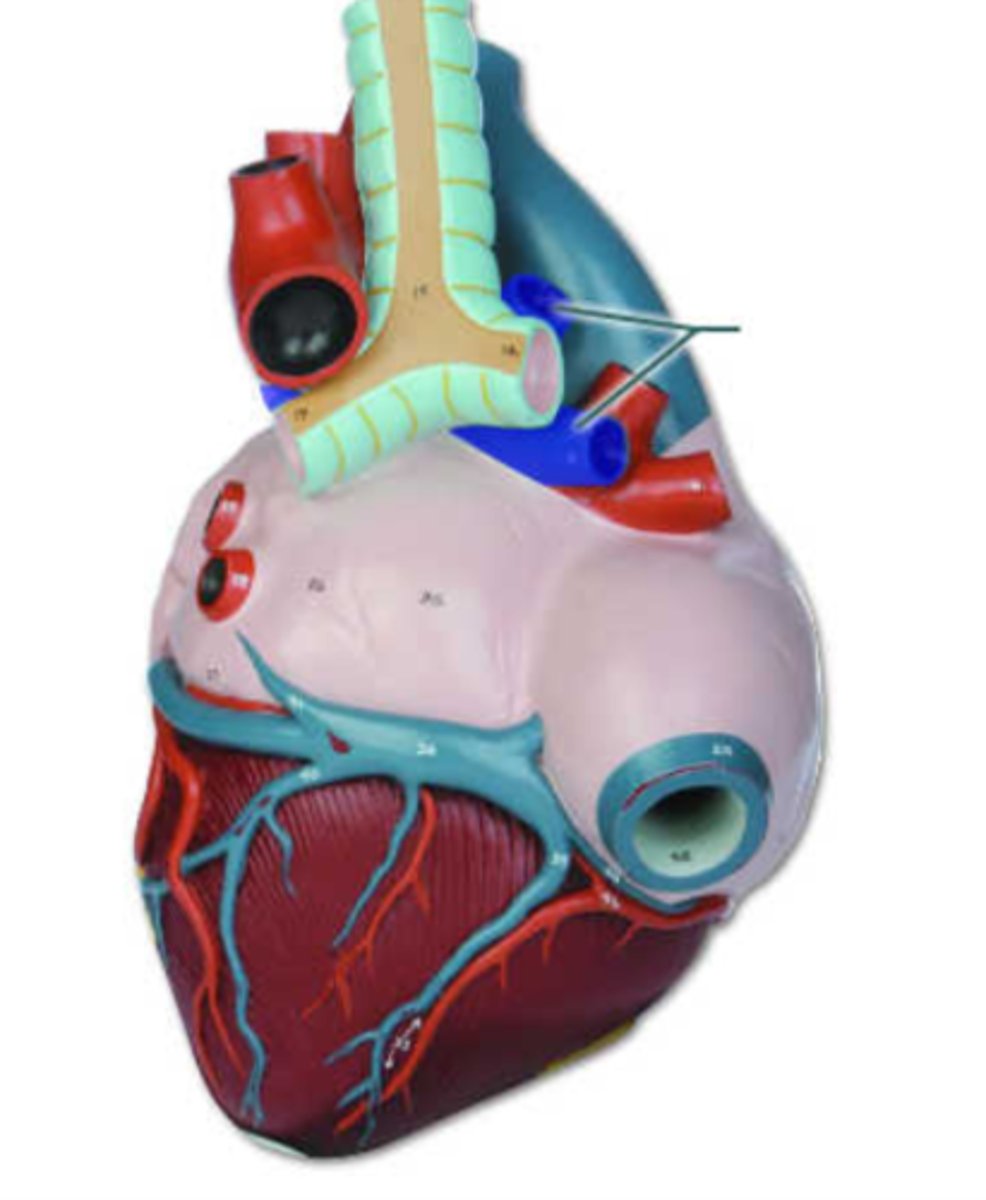 <p>deoxygenated blood</p>